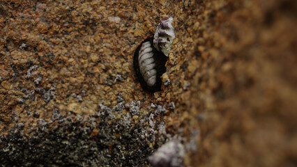 Chitons on a rock closeup