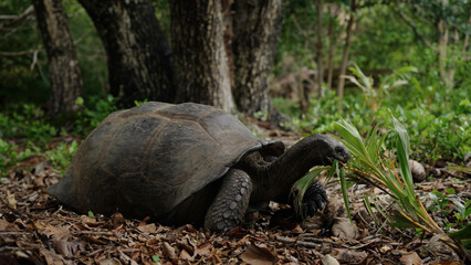 giant turtle eat green leaves