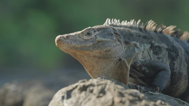 Wild Black Iguana with spiny back crawling on rock