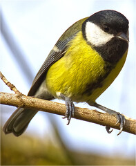 mésange charbonnière