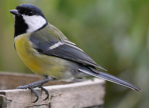 m&eacute;sange charbonni&egrave;re