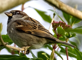 moineau