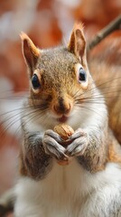 Obraz premium Curious Squirrel: Focused Wildlife Moment