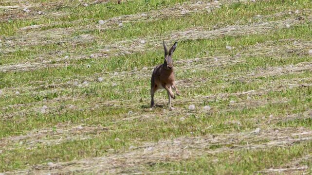 European hare running through a freshly mowed meadow on a sunny afternoon.