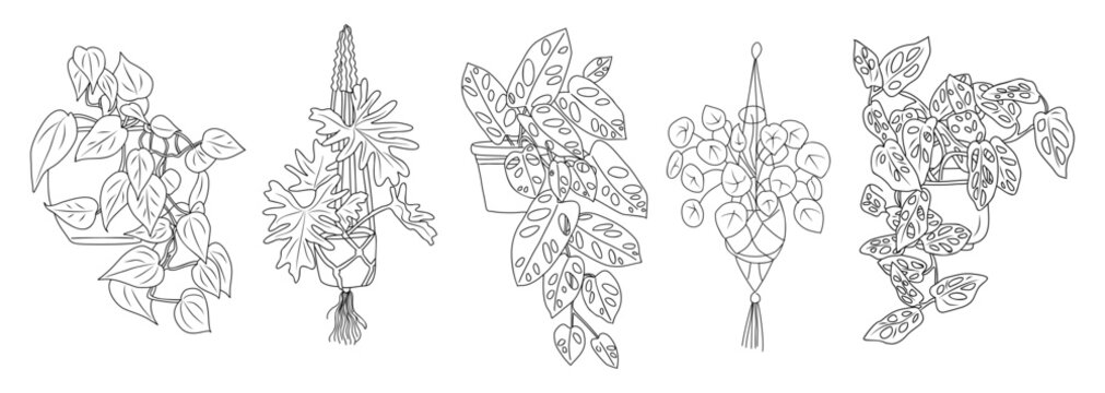 Vector set of hanging and trailing houseplants in pots. Line art sketch style with botanical outline drawings. Minimalist plant decor isolated on transparent background