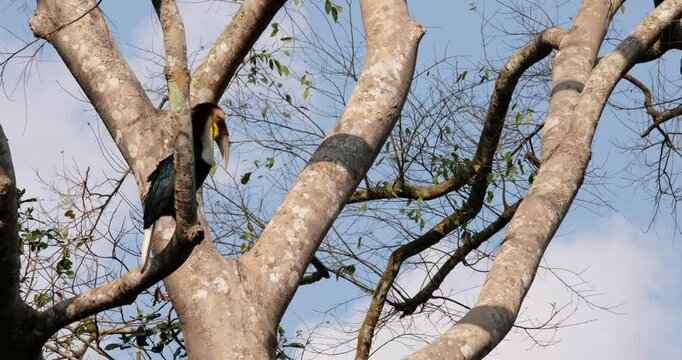 A male Wreathed Hornbill Rhyticeros undulatus that is perching on a tree, preens and cleans its feathers as it looks around the expanse of the national park in Thailand.