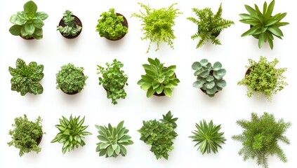 Overhead view of various potted plants on white background (1)