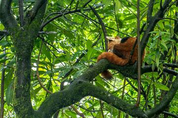Red Panda Ailurus fulgens on the branch of the tree in the forest of Darjeeling