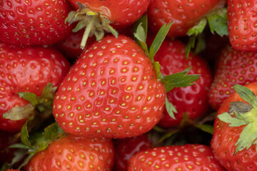Fresh Juicy Strawberries Piled Together Highlighting Vibrant Red and Green Coloring