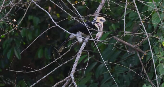 Stooping down for awhile and dangling its prey, an Oriental Pied Hornbill Anthracoceros albirostris is crushing the bones of a mouse before it can eat it.