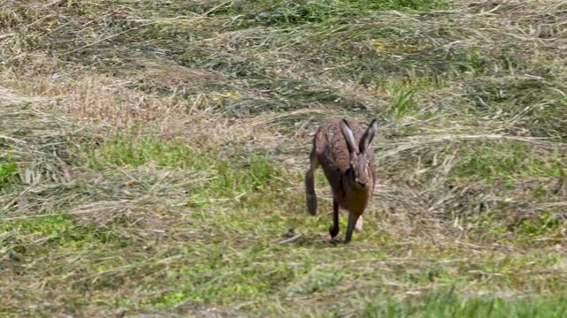 Brown hare running across a dry grassy meadow in summer daylight, captured in full motion.