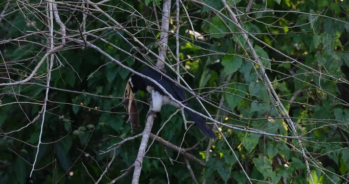 Facing towards the left side of the frame, an Oriental Pied Hornbill Anthracoceros albirostris is holding on to its prey while trying to break its bones.
