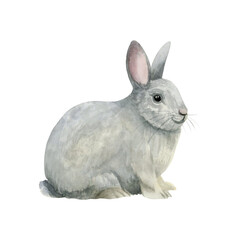 Realistic gray rabbit watercolor illustration isolated on white. Cute farm animal for village and Easter designs. Fluffy bunny pet clip art
