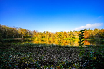 Naklejka premium View of the Windsborn Kratersee and the surrounding landscape. Nature at the lake in the Eifel region in autumn at the volcanic crater near Bettenfeld. 