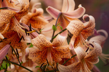 Yellow and red flowers of fragrant tiger lilies in the garden