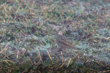 Bengal bush lark (Plocealauda assamica) or Bengal lark, a species of lark in the family Alaudidae, at Dosdewa, Karimganj, Assam, India