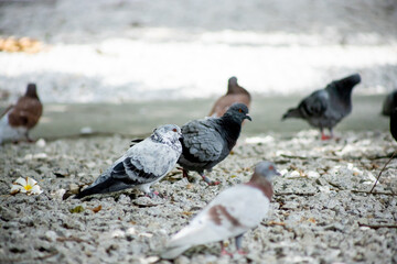 Pigeons feed food on the ground