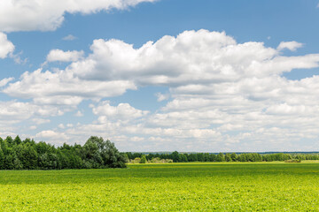 Wide green field under a sunny sky with scattered white clouds