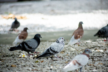 Pigeons feed food on the ground
