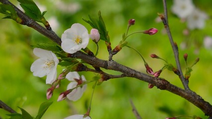 小枝に咲く桜の花