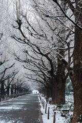 夜に降った雪が薄っすら残るいちょう並木