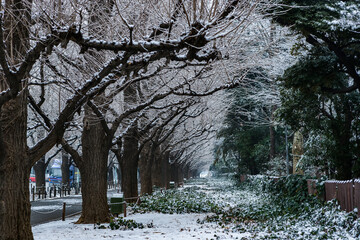 夜に降った雪が薄っすら残るいちょう並木