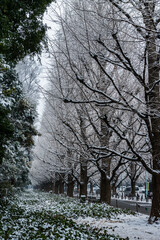 Fototapeta premium 夜に降った雪が薄っすら残るいちょう並木