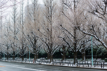 夜に降った雪が薄っすら残るいちょう並木