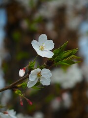 梢に咲く桜の花