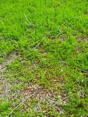 アメリカフウロとスギナの若草生える春の休耕地風景
