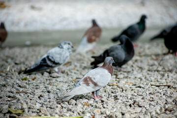 Pigeons feed food on the ground