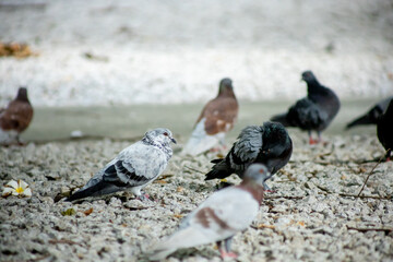Pigeons feed food on the ground