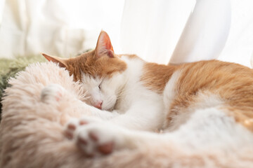 窓辺で眠る可愛い猫　茶トラ白