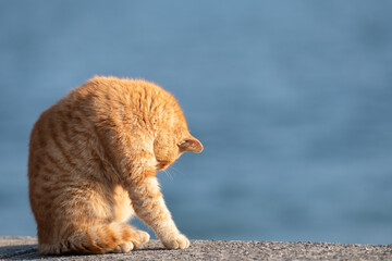 堤防で毛繕いをする可愛い猫　茶トラ猫