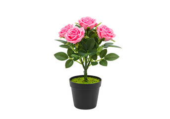 Pink Artificial Rose Bush in Pot isolated on transparent background