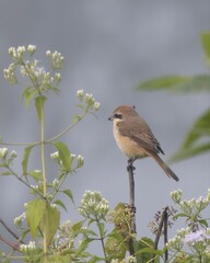 brown shrike (Lanius cristatus), a bird in the shrike family, at Dosdewa, Karimganj, Assam, India