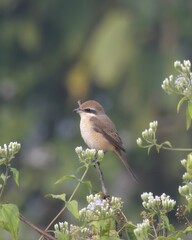 brown shrike (Lanius cristatus), a bird in the shrike family, at Dosdewa, Karimganj, Assam, India