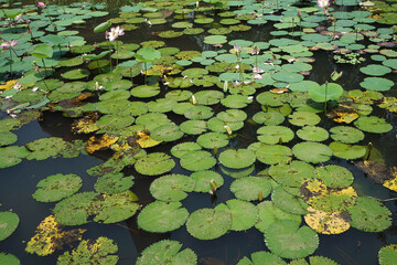 Natural landscape view of green lotus pond with blooming pink flower