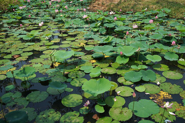 Natural landscape view of green lotus pond with blooming pink flower