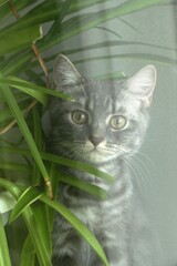 Gray Tabby Kitten with Green Eyes Posing Behind Lush Green Plant Leaves with a Curious Expression.