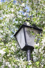 Vintage Street Light Amidst Blossoming White Flowers in Spring. Harmony of nature with urban design.