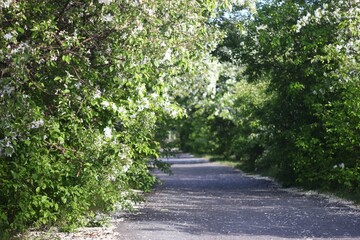 Peaceful pathway lined with blooming trees in spring, a serene escape. Perfect for nature lovers.