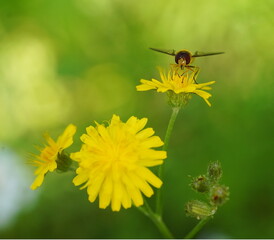 hoverfly in the garden