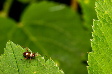 a vegetable bug on a green leaf. the natural environment. space for the text. colorful macro photography. bokeh. blurred background. photo of an insect. close-up
