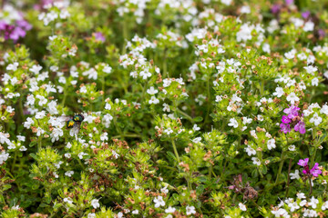 creeping thyme flowers with a solid background. colorful flower photo.