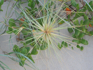 Close-up of tumbling grass seed