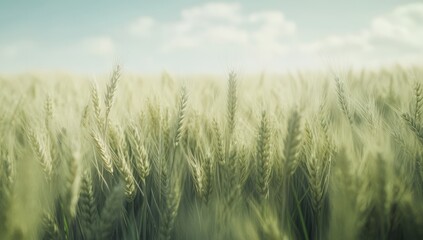Golden wheat field under a hazy sky