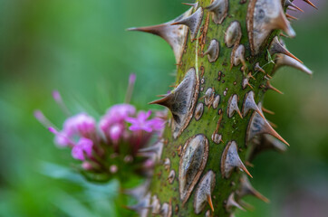 Close up view of thorns on the stem of rose.