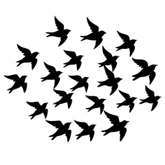 Flying doves (peace theme) silhouette on white background 