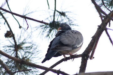 Common Wood Pigeon perched on pine branch, looking back over its shoulder in soft diffused morning light